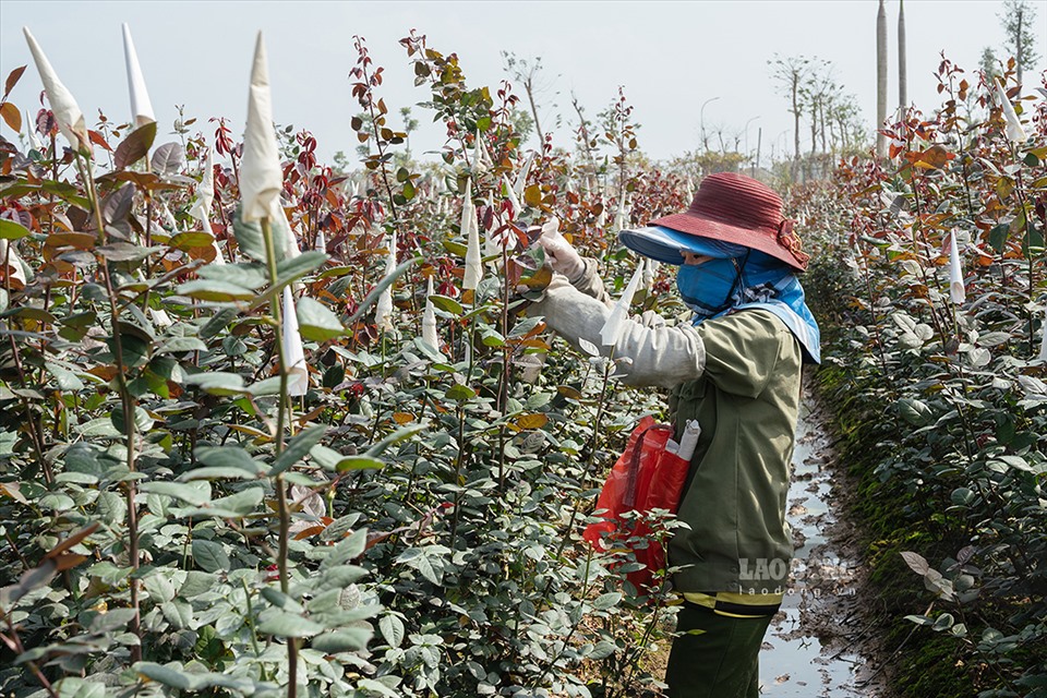 Hoa Tết được giá, làng hoa Mê Linh nhộn nhịp - Ảnh 3. Hoa Tết được giá, làng hoa Mê Linh nhộn nhịp - Ảnh 3.