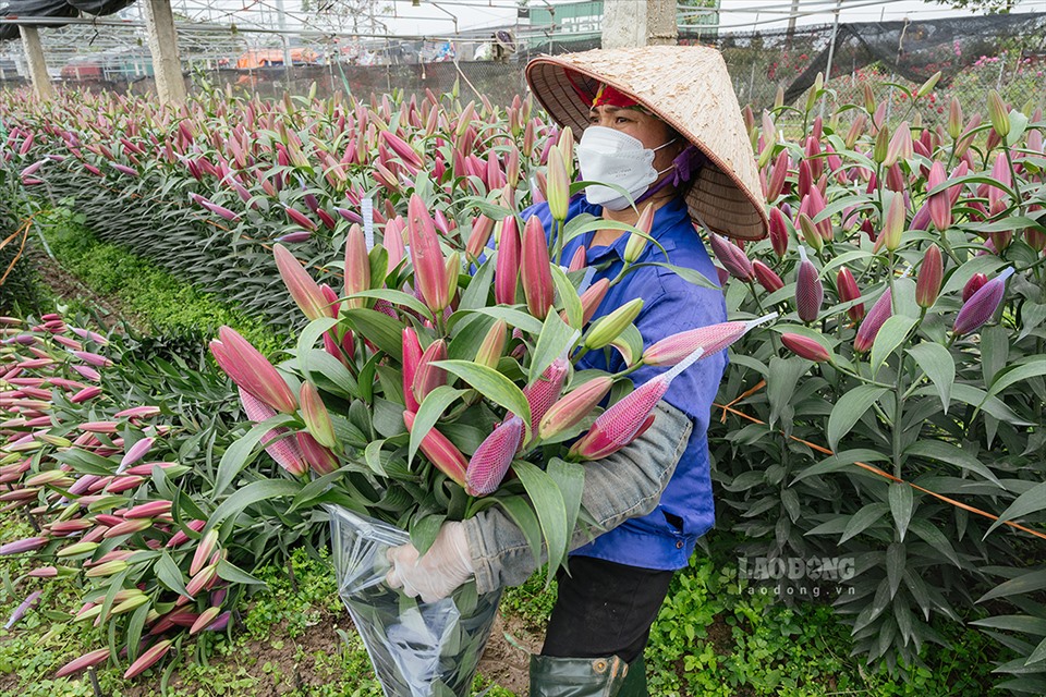 Hoa Tết được giá, làng hoa Mê Linh nhộn nhịp - Ảnh 2. Hoa Tết được giá, làng hoa Mê Linh nhộn nhịp - Ảnh 2.