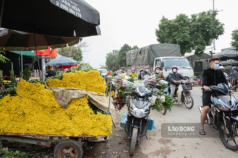 Hoa Tết được giá, làng hoa Mê Linh nhộn nhịp - Ảnh 4. Hoa Tết được giá, làng hoa Mê Linh nhộn nhịp - Ảnh 4.