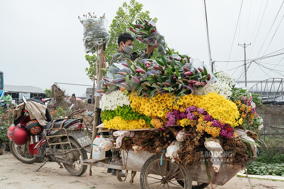 Hoa Tết được giá, làng hoa Mê Linh nhộn nhịp - Ảnh 5. Hoa Tết được giá, làng hoa Mê Linh nhộn nhịp - Ảnh 5.