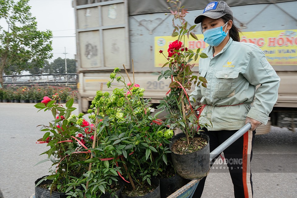 Hoa Tết được giá, làng hoa Mê Linh nhộn nhịp - Ảnh 7. Hoa Tết được giá, làng hoa Mê Linh nhộn nhịp - Ảnh 7.