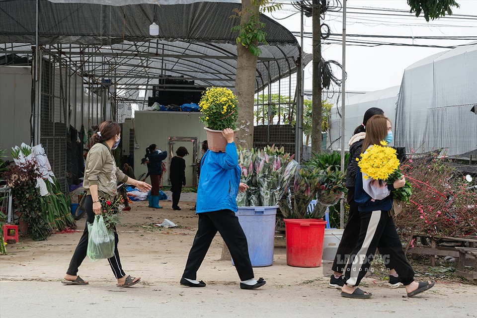 Hoa Tết được giá, làng hoa Mê Linh nhộn nhịp - Ảnh 8. Hoa Tết được giá, làng hoa Mê Linh nhộn nhịp - Ảnh 8.