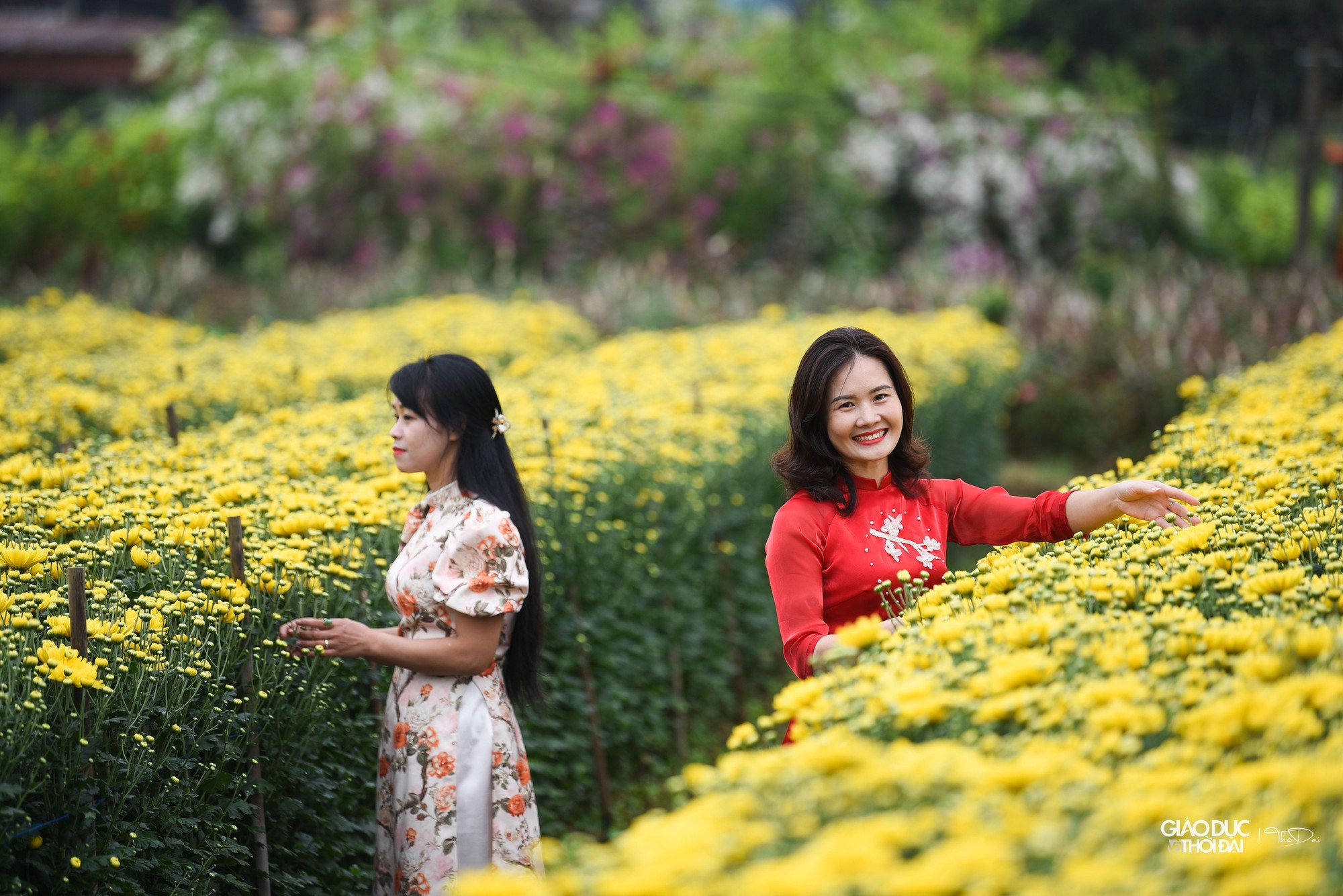 'Thủ phủ' hoa Mê Linh rực rỡ khoe sắc trước thềm Festival hoa lần đầu tiên - Ảnh 29.