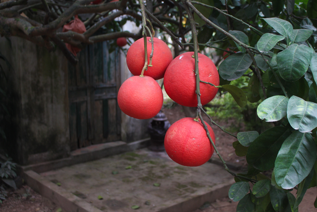 Bưởi đỏ Đông Cao - Món quà độc đáo, ý nghĩa ngày Tết - Ảnh 11.