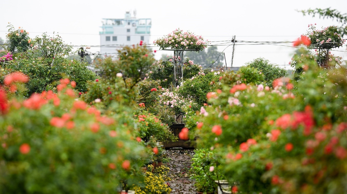 Huyện Mê Linh khẩn trương chuẩn bị Festival Hoa lần thứ 2 năm 2024- Ảnh 2.