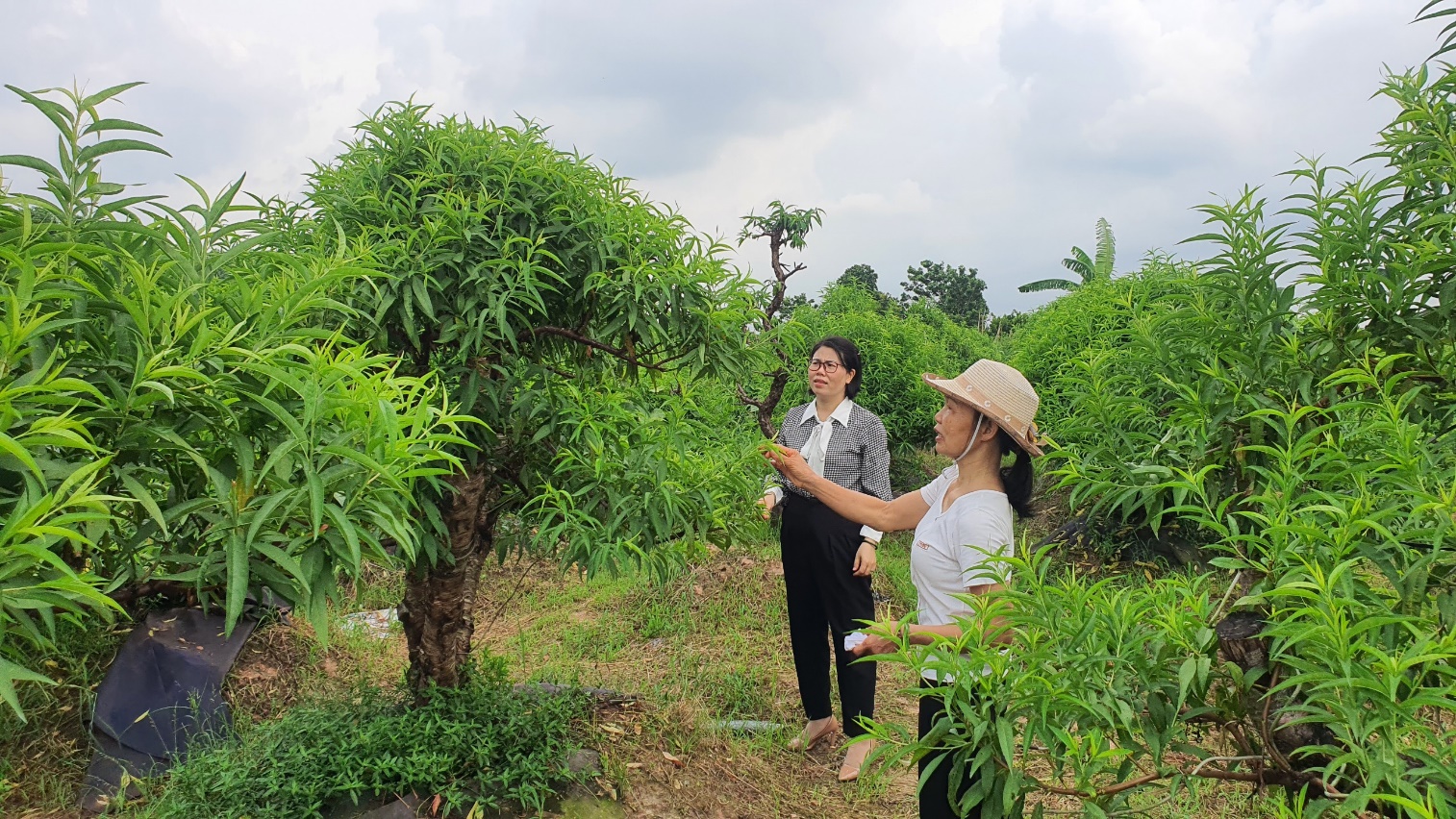 Hội Liên hiệp Phụ nữ thị trấn Quang Minh thực hiện tốt công tác quản lý nguồn vốn tín dụng chính sách- Ảnh 1. Hội Liên hiệp Phụ nữ thị trấn Quang Minh thực hiện tốt công tác quản lý nguồn vốn tín dụng chính sách- Ảnh 1.