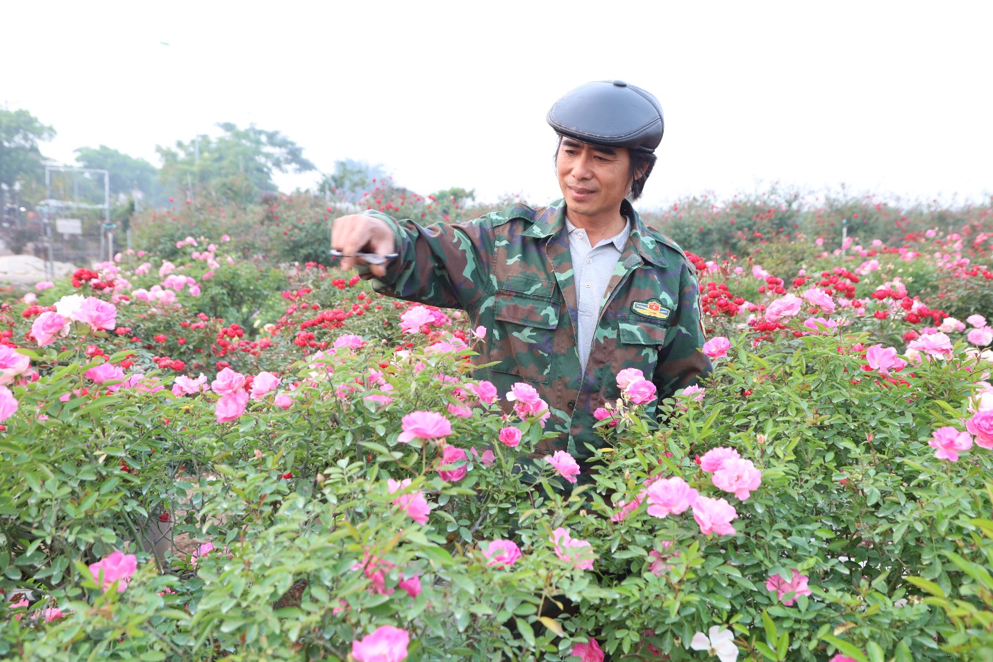 Làng hoa Mê Linh tất bật vào vụ Tết- Ảnh 1.