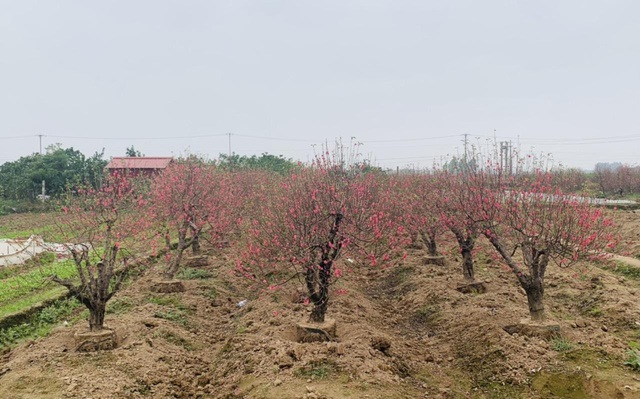 Làng đào Phù Trì khoe sắc đón Tết cổ truyền - Ảnh 2. Làng đào Phù Trì khoe sắc đón Tết cổ truyền - Ảnh 2.