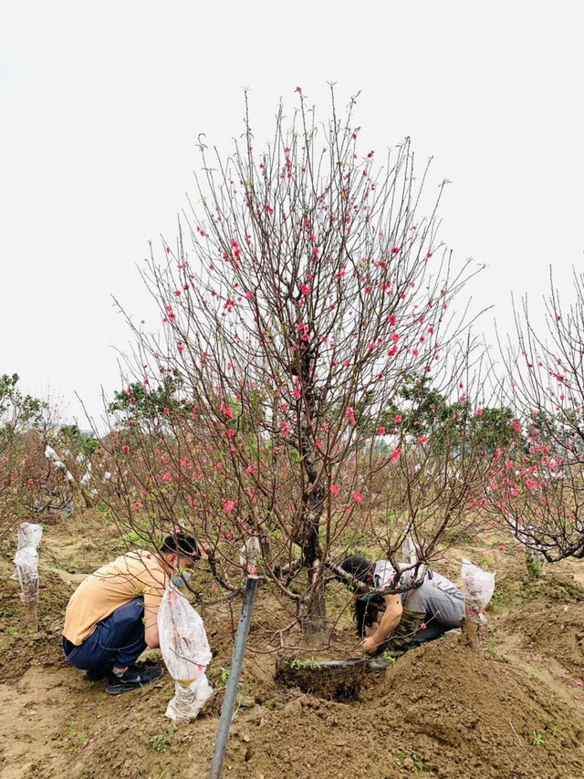 Làng đào Phù Trì khoe sắc đón Tết cổ truyền - Ảnh 5. Làng đào Phù Trì khoe sắc đón Tết cổ truyền - Ảnh 5.