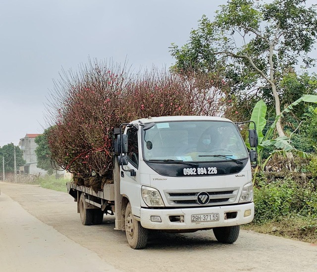 Làng đào Phù Trì khoe sắc đón Tết cổ truyền - Ảnh 6. Làng đào Phù Trì khoe sắc đón Tết cổ truyền - Ảnh 6.