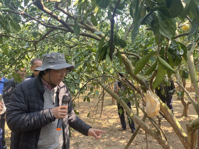 Quang Minh tập huấn kỹ thuật chăm sóc và phòng trừ sâu bệnh trên cây bưởi diễn - Ảnh 3. Quang Minh tập huấn kỹ thuật chăm sóc và phòng trừ sâu bệnh trên cây bưởi diễn - Ảnh 3.