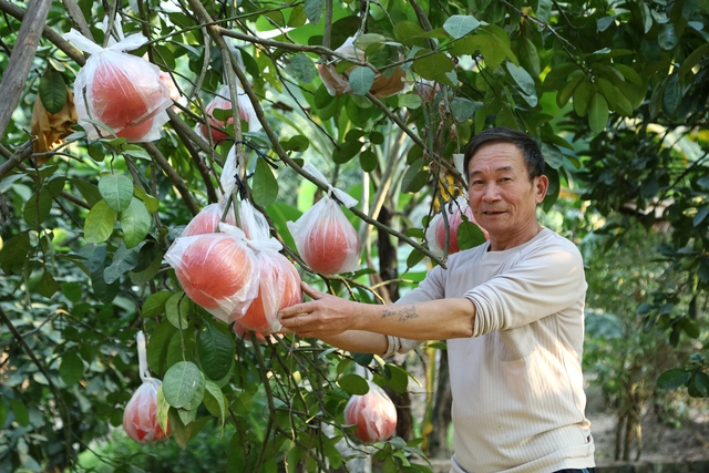 Bưởi đỏ Đông Cao - Món quà độc đáo, ý nghĩa ngày Tết - Ảnh 5.