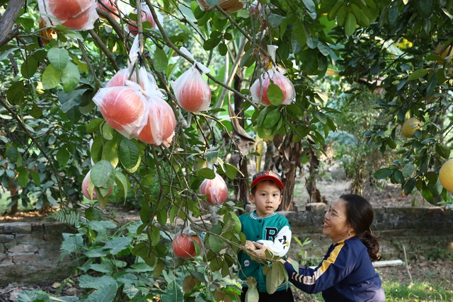 Bưởi đỏ Đông Cao - Món quà độc đáo, ý nghĩa ngày Tết - Ảnh 10.