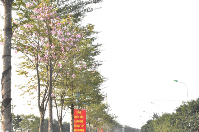 MÊ LINH RỰC RỠ CỜ HOA CHÀO ĐÓN XU N MỚI NH M DẦN 2022 - Ảnh 13. MÊ LINH RỰC RỠ CỜ HOA CHÀO ĐÓN XU N MỚI NH M DẦN 2022 - Ảnh 13.