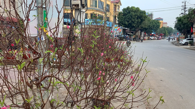 MÊ LINH RỰC RỠ CỜ HOA CHÀO ĐÓN XU N MỚI NH M DẦN 2022 - Ảnh 43. MÊ LINH RỰC RỠ CỜ HOA CHÀO ĐÓN XU N MỚI NH M DẦN 2022 - Ảnh 43.