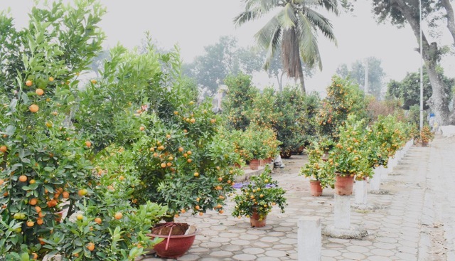 MÊ LINH RỰC RỠ CỜ HOA CHÀO ĐÓN XU N MỚI NH M DẦN 2022 - Ảnh 44. MÊ LINH RỰC RỠ CỜ HOA CHÀO ĐÓN XU N MỚI NH M DẦN 2022 - Ảnh 44.