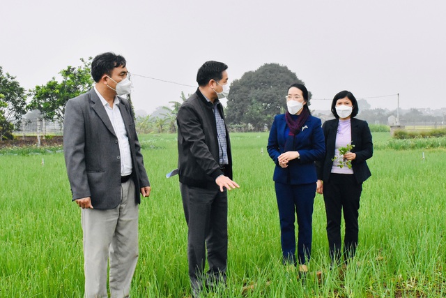 Chủ tịch Hội Nông dân Thành phố Hà Nội Phạm Hải Hoa thăm quan mô hình trồng rau gia vị tại xã Tiến Thắng, huyện Mê Linh - Ảnh 1.