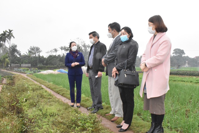 Chủ tịch Hội Nông dân Thành phố Hà Nội Phạm Hải Hoa thăm quan mô hình trồng rau gia vị tại xã Tiến Thắng, huyện Mê Linh - Ảnh 3.