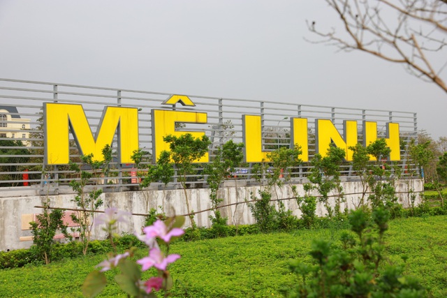 Ngắm vẻ đẹp tinh khôi của hoa ban Tây Bắc trên đất Mê Linh - Ảnh 1. Ngắm vẻ đẹp tinh khôi của hoa ban Tây Bắc trên đất Mê Linh - Ảnh 1.