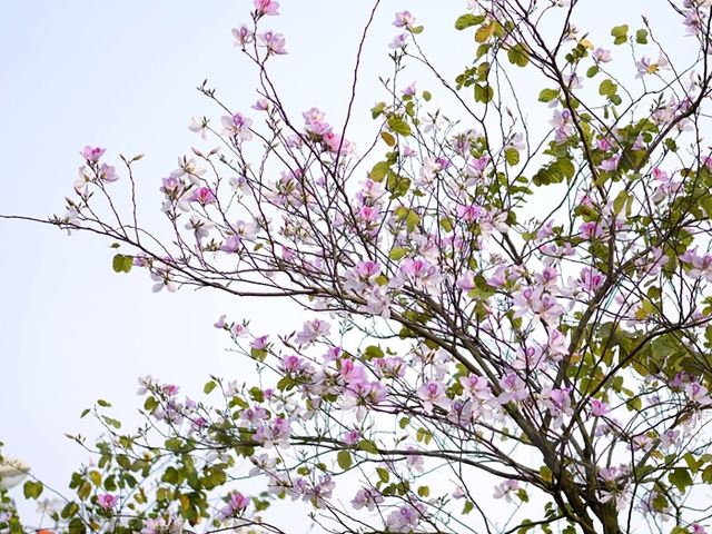 Ngắm vẻ đẹp tinh khôi của hoa ban Tây Bắc trên đất Mê Linh - Ảnh 14. Ngắm vẻ đẹp tinh khôi của hoa ban Tây Bắc trên đất Mê Linh - Ảnh 14.