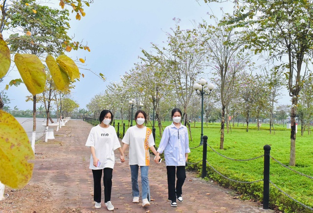 Ngắm vẻ đẹp tinh khôi của hoa ban Tây Bắc trên đất Mê Linh - Ảnh 17. Ngắm vẻ đẹp tinh khôi của hoa ban Tây Bắc trên đất Mê Linh - Ảnh 17.