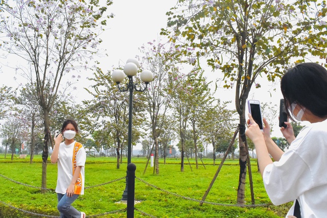 Ngắm vẻ đẹp tinh khôi của hoa ban Tây Bắc trên đất Mê Linh - Ảnh 18. Ngắm vẻ đẹp tinh khôi của hoa ban Tây Bắc trên đất Mê Linh - Ảnh 18.