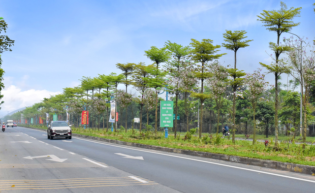 Ngắm vẻ đẹp tinh khôi của hoa ban Tây Bắc trên đất Mê Linh - Ảnh 2. Ngắm vẻ đẹp tinh khôi của hoa ban Tây Bắc trên đất Mê Linh - Ảnh 2.
