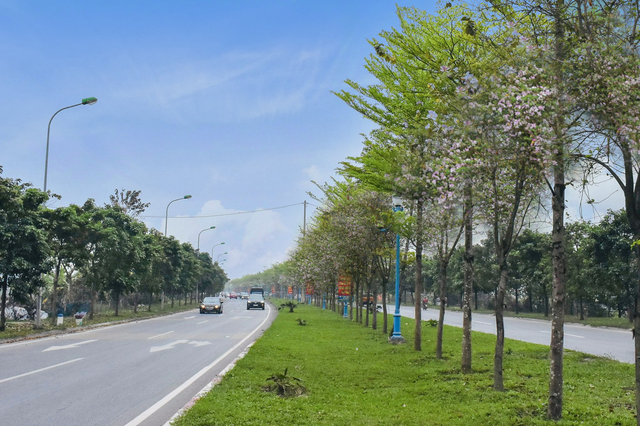 Ngắm vẻ đẹp tinh khôi của hoa ban Tây Bắc trên đất Mê Linh - Ảnh 3. Ngắm vẻ đẹp tinh khôi của hoa ban Tây Bắc trên đất Mê Linh - Ảnh 3.