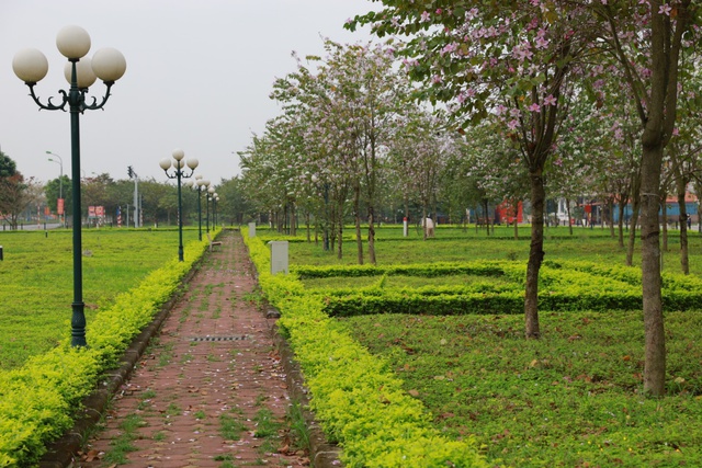 Ngắm vẻ đẹp tinh khôi của hoa ban Tây Bắc trên đất Mê Linh - Ảnh 4. Ngắm vẻ đẹp tinh khôi của hoa ban Tây Bắc trên đất Mê Linh - Ảnh 4.