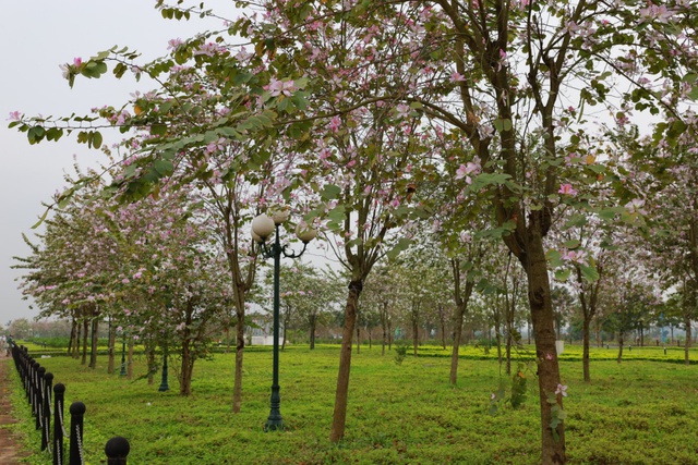Ngắm vẻ đẹp tinh khôi của hoa ban Tây Bắc trên đất Mê Linh - Ảnh 5. Ngắm vẻ đẹp tinh khôi của hoa ban Tây Bắc trên đất Mê Linh - Ảnh 5.