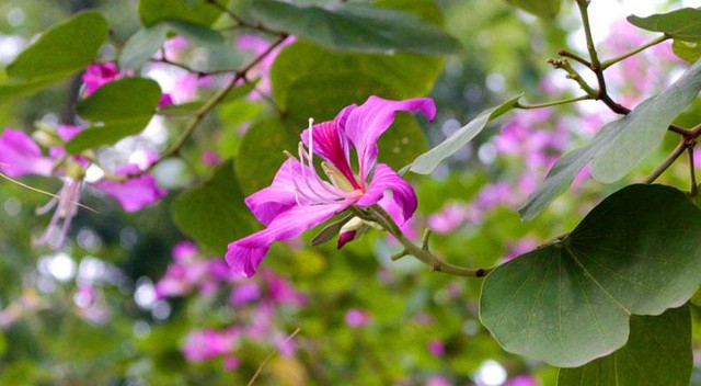 Ngắm vẻ đẹp tinh khôi của hoa ban Tây Bắc trên đất Mê Linh - Ảnh 6. Ngắm vẻ đẹp tinh khôi của hoa ban Tây Bắc trên đất Mê Linh - Ảnh 6.
