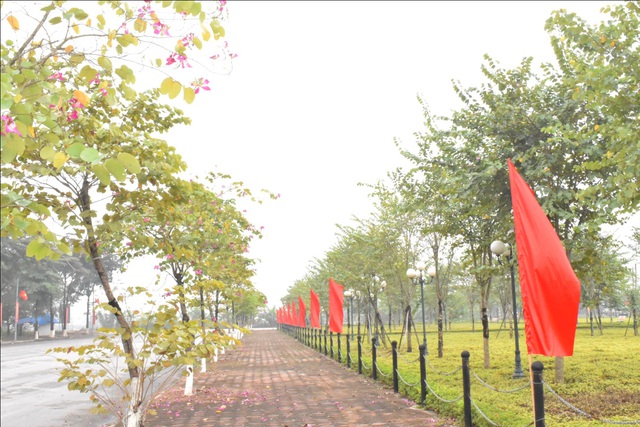 Ngắm vẻ đẹp tinh khôi của hoa ban Tây Bắc trên đất Mê Linh - Ảnh 7. Ngắm vẻ đẹp tinh khôi của hoa ban Tây Bắc trên đất Mê Linh - Ảnh 7.