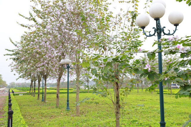 Ngắm vẻ đẹp tinh khôi của hoa ban Tây Bắc trên đất Mê Linh - Ảnh 9. Ngắm vẻ đẹp tinh khôi của hoa ban Tây Bắc trên đất Mê Linh - Ảnh 9.