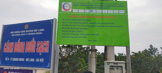 Những trái bưởi diễn chất lượng từ cánh đồng bưởi sạch, tổ dân phố số 9 đang chuẩn bị vào mùa thu hoạch- Ảnh 3. Những trái bưởi diễn chất lượng từ cánh đồng bưởi sạch, tổ dân phố số 9 đang chuẩn bị vào mùa thu hoạch- Ảnh 3.