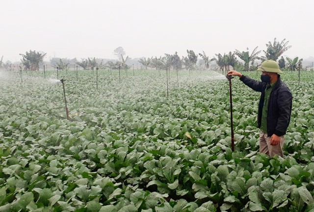 Nông dân Mê Linh chuẩn bị nguồn rau an toàn cung ứng dịp Tết Nguyên đán Giáp Thìn 2024- Ảnh 1. Nông dân Mê Linh chuẩn bị nguồn rau an toàn cung ứng dịp Tết Nguyên đán Giáp Thìn 2024- Ảnh 1.