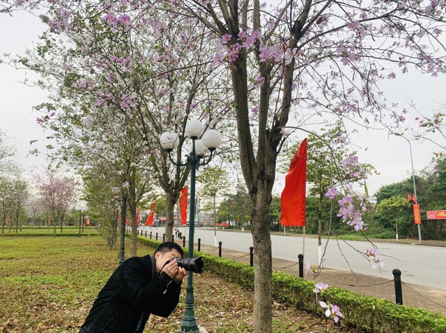 Rực rỡ mùa hoa Ban trên đất Mê Linh - Ảnh 13. Rực rỡ mùa hoa Ban trên đất Mê Linh - Ảnh 13.