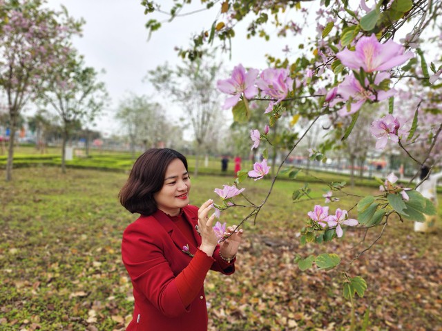Rực rỡ mùa hoa Ban trên đất Mê Linh - Ảnh 14. Rực rỡ mùa hoa Ban trên đất Mê Linh - Ảnh 14.