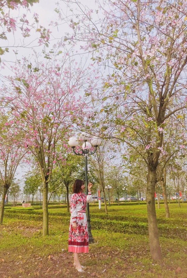 Rực rỡ mùa hoa Ban trên đất Mê Linh - Ảnh 15. Rực rỡ mùa hoa Ban trên đất Mê Linh - Ảnh 15.