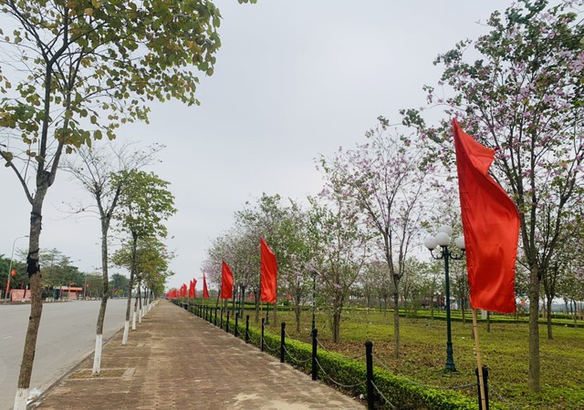 Rực rỡ mùa hoa Ban trên đất Mê Linh - Ảnh 4. Rực rỡ mùa hoa Ban trên đất Mê Linh - Ảnh 4.