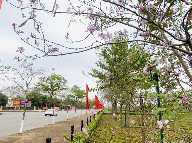 Rực rỡ mùa hoa Ban trên đất Mê Linh - Ảnh 6. Rực rỡ mùa hoa Ban trên đất Mê Linh - Ảnh 6.