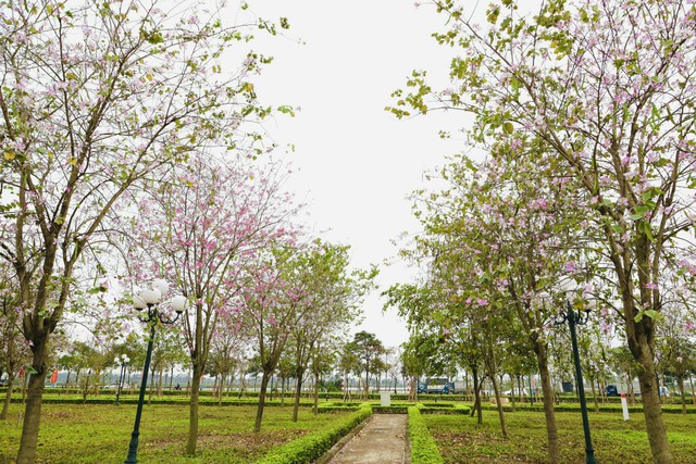 Rực rỡ mùa hoa Ban trên đất Mê Linh - Ảnh 7. Rực rỡ mùa hoa Ban trên đất Mê Linh - Ảnh 7.
