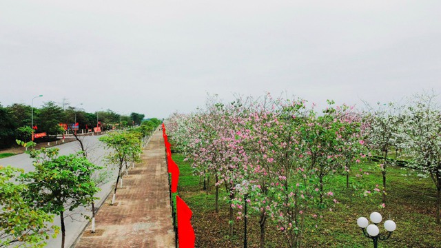 Rực rỡ mùa hoa Ban trên đất Mê Linh - Ảnh 1. Rực rỡ mùa hoa Ban trên đất Mê Linh - Ảnh 1.