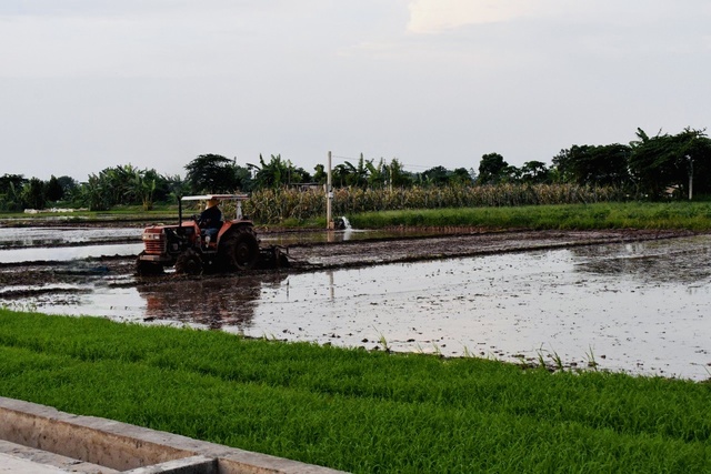 Mê Linh chuẩn bị sẵn sàng cho sản xuất lúa vụ mùa 2023 - Ảnh 1.