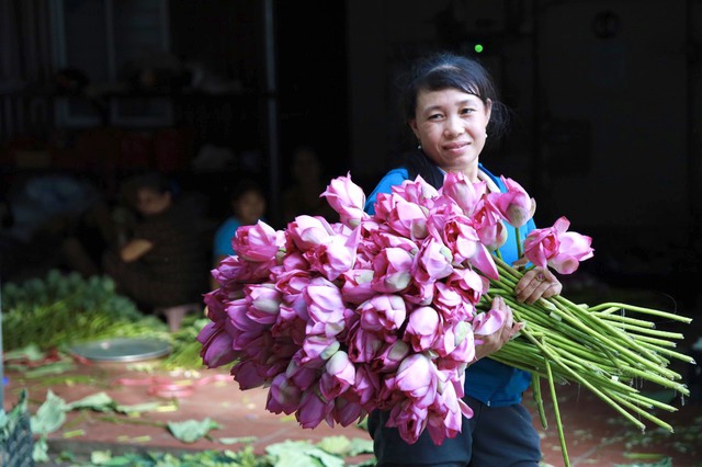 Chú trọng phát triển thương hiệu sen Mê Linh - Ảnh 1. Chú trọng phát triển thương hiệu sen Mê Linh - Ảnh 1.