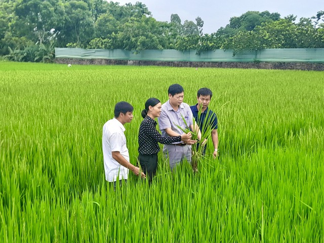 Mê Linh: Tập trung phòng trừ sâu bệnh, bảo vệ lúa Mùa 2023 - Ảnh 1. Mê Linh: Tập trung phòng trừ sâu bệnh, bảo vệ lúa Mùa 2023 - Ảnh 1.