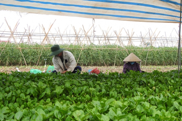 Mê Linh phát triển vùng sản xuất chuyên canh, chất lượng cao - Ảnh 1. Mê Linh phát triển vùng sản xuất chuyên canh, chất lượng cao - Ảnh 1.