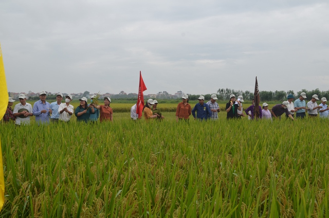 Hội nghị đầu bờ đánh giá mô hình trồng giống lúa thuần chất lượng cao Thiên Ưu 8 thế hệ mới tại thôn Phú Mỹ, xã Tự Lập - Ảnh 1.