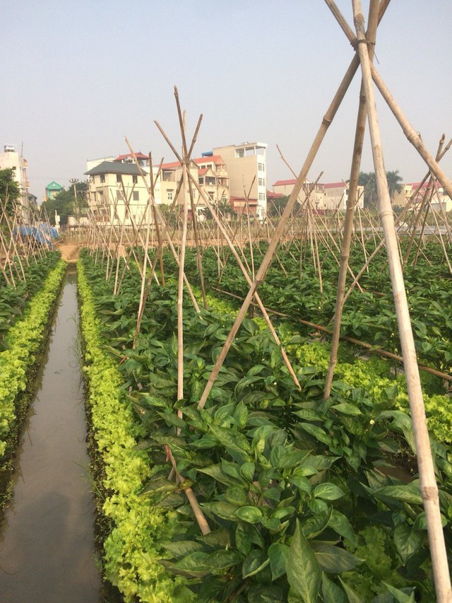 HỘI NGHỊ TẬP HUẤN CHUYỂN GIAO CÁC TIẾN BỘ KỸ THUẬT VÀO SẢN XUẤT TRỒNG TRỌT NĂM 2023 - Ảnh 8. HỘI NGHỊ TẬP HUẤN CHUYỂN GIAO CÁC TIẾN BỘ KỸ THUẬT VÀO SẢN XUẤT TRỒNG TRỌT NĂM 2023 - Ảnh 8.