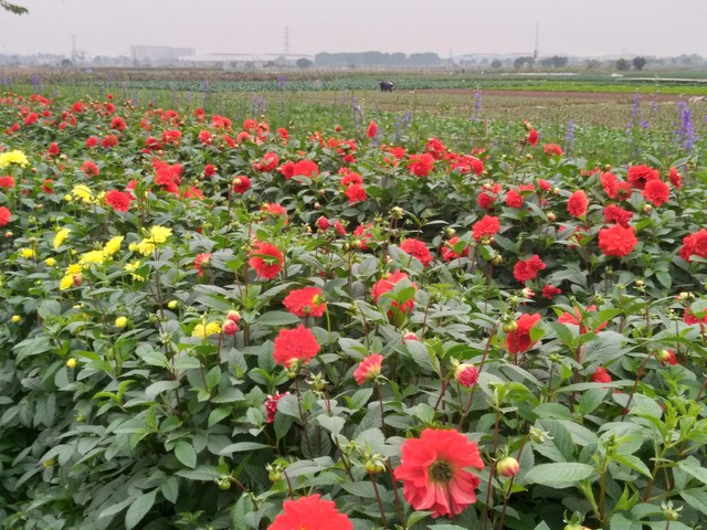 HỘI NGHỊ TẬP HUẤN CHUYỂN GIAO CÁC TIẾN BỘ KỸ THUẬT VÀO SẢN XUẤT TRỒNG TRỌT NĂM 2023 - Ảnh 5. HỘI NGHỊ TẬP HUẤN CHUYỂN GIAO CÁC TIẾN BỘ KỸ THUẬT VÀO SẢN XUẤT TRỒNG TRỌT NĂM 2023 - Ảnh 5.