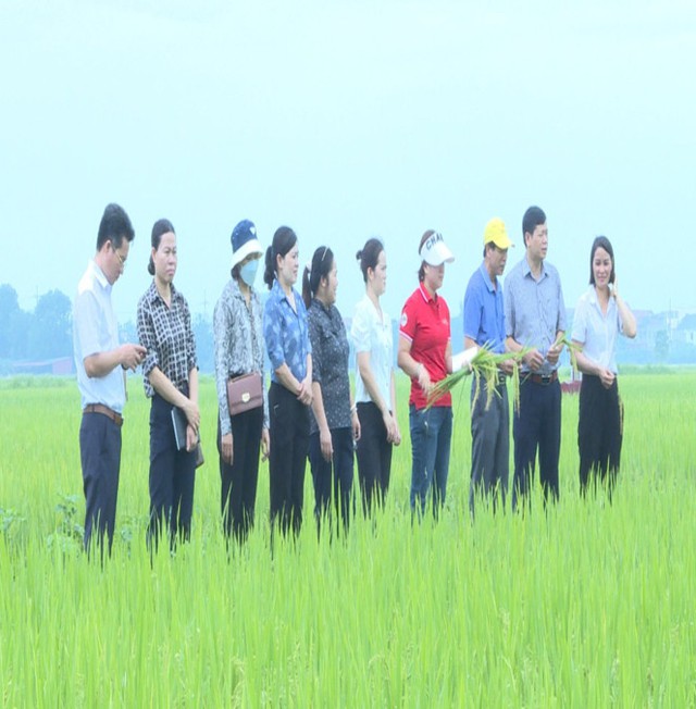 Mê Linh: Sơ kết mô hình sản xuất lúa theo hướng VietGap- Ảnh 1.